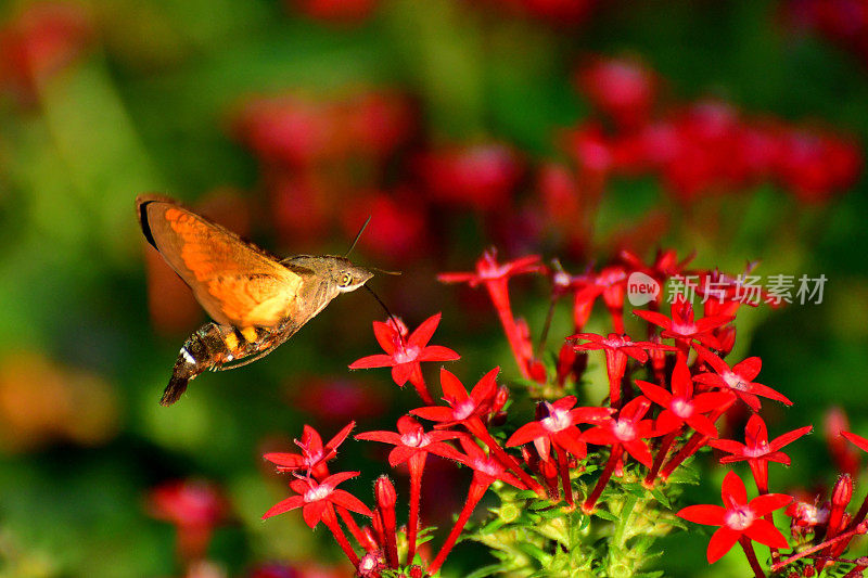 Pentas lanceolata和蜂鸟鹰蛾